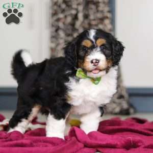 Denver, Mini Bernedoodle Puppy
